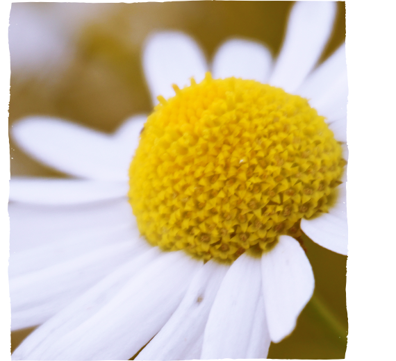 Kamillenblüten